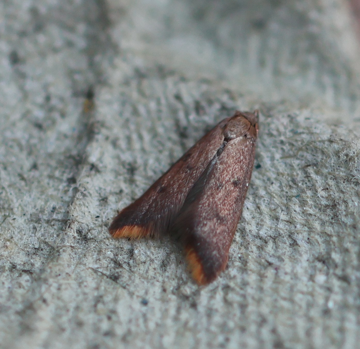 Photo of Ruddy Streak (Tachystola acroxantha)